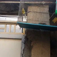 قناری نر ه|پرنده|کرمانشاه, |دیوار