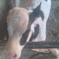 گاو وگوساله نر|حیوانات مزرعه|قنوات, |دیوار