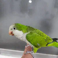 طوطی راهب سخنگو