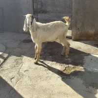 بزغاله نر ماده|حیوانات مزرعه|سنقر, |دیوار