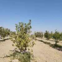 فروش باغ شهری 1000متری|فروش خانه و ویلا|مرودشت, نقش رستم|دیوار