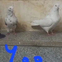 کفتر جفت|پرنده|یزد, |دیوار