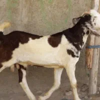 فروش بز نر|حیوانات مزرعه|چابهار, |دیوار