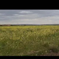 نیازمند کارگر کشاورزی و دامپروری