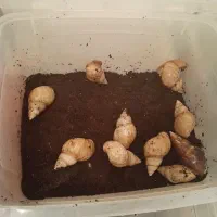 حلزون خانگی