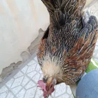 مرغ لری عطیه|حیوانات مزرعه|تهران, جوادیه|دیوار