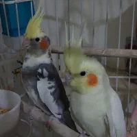 عروس مولد ابلغ و لوتینو