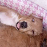 واگذاری توله سگ ۲ماه