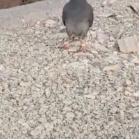 کفتر پرشی|پرنده|بیرجند, |دیوار