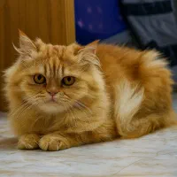 گربه پرشین نر