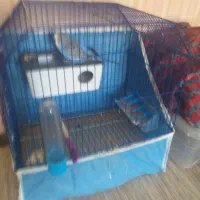 مرغ عشق|پرنده|نورآباد, |دیوار