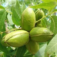 التیمات نهال مقاوم گردو مناسب کاشت الان