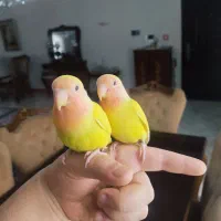 طوطی برزیلی دستی و رام
