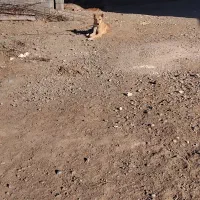 تولهسگ|سگ|شیروان (خراسان), |دیوار