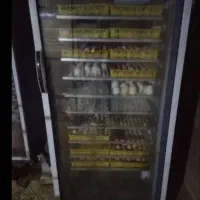 دستگاه جوجه کشی شریکی