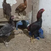 تخم لاری|حیوانات مزرعه|نجف‌آباد, یزدانشهر|دیوار