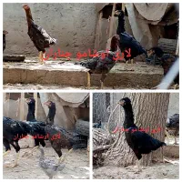تخم مرغ نطفه دار لاری اوشامو افغان|حیوانات مزرعه|چناران, |دیوار