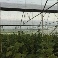 گلخانه فروشی دشت مکسوخته