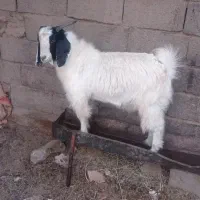 بزغاله نر گوشتی وچاق|حیوانات مزرعه|زیرکوه, |دیوار