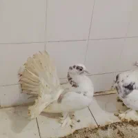 کبوتر دمچری|پرنده|قائمشهر, |دیوار