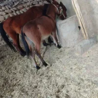 مادیون وقاطر|اسب و تجهیزات اسبسواری|لردگان, |دیوار