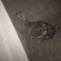 فوری فروش بقلمون|حیوانات مزرعه|سیب و سوران, |دیوار