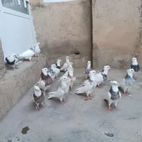 کبوتر طوقی|پرنده|تویسرکان, |دیوار