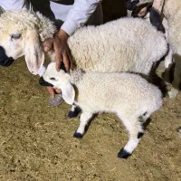 میش با بره ماده