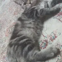 گربه اسکاتیش