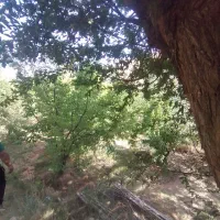 فروش باغ۷۰۰متری در مجن|فروش زمین و ملک کلنگی|بسطام, |دیوار