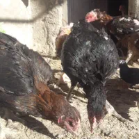 تعدادحدود۸تالاری بزرگ اس تخم گدار و۳تاخروس گلین|حیوانات مزرعه|مشهد, ادیب نیشابوری (شهرک غرب)|دیوار