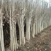 نهال سپیدار با گارانتی رشد و مقاوم