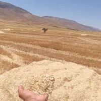 کا خریدارم