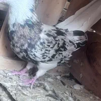 کفتر سرور