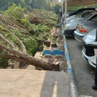 هرس چمن مورد علف زار نی زار وبوته