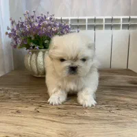 پکینیز امپریال سفید سایز ریز|سگ|رشت, لاکانی|دیوار