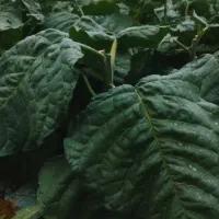 فروش انواع قلیون برازجونی|صنایع دستی و سایر لوازم تزئینی|برازجان, |دیوار