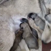 واگذاری سگ هاسکی