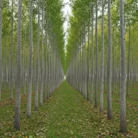 فروش ویژه نهال بادام فرانیس صادراتمحور|خدمات باغبانی و درختکاری|بوکان, |دیوار