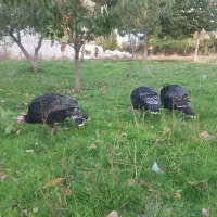 فروش بوقلمون محلی|حیوانات مزرعه|مشگین شهر, |دیوار