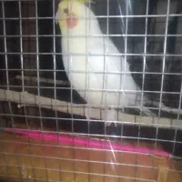 عروس هلندی گمشده