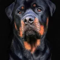 روتوایلر اصل ماده|سگ|فردیس, شهرک راه آهن|دیوار