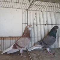 کبوتر جوجه وماده