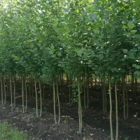 صــنــوبـر طلای سبز زمین شما موجودی محدود