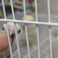 فروش دو عدد کوتوله برزیلی سالم|پرنده|مشهد, کوی المهدی|دیوار