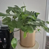 گیاه|گل و گیاه طبیعی|صدرا-فارس, فاز ۱|دیوار