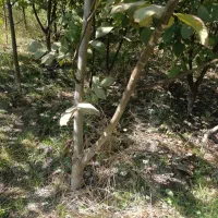 نهال گردو مناسب اقلیم های مختلف ایران|خدمات باغبانی و درختکاری|سنندج, |دیوار