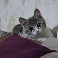 واگذاری رایگان گربه
