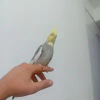 عروس هلندی نر و ماده رام و دستی|پرنده|قرچک, مجتمع مسکونی طبیعت|دیوار