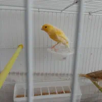 قناری و سهره|پرنده|کلیائی, |دیوار